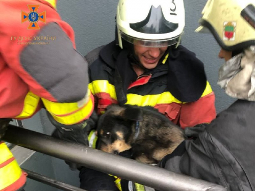 У Запоріжжі врятували собаку, який провалився в незвичайне місце - фото