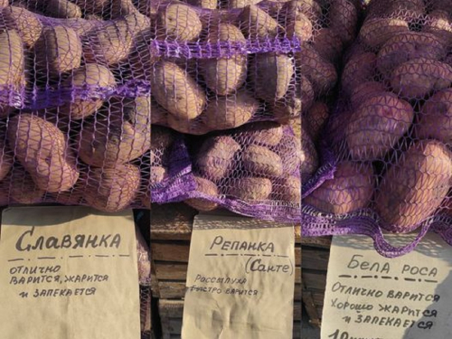 Чи потрібно мити картоплю, яку запорожці купують для зберігання на зиму