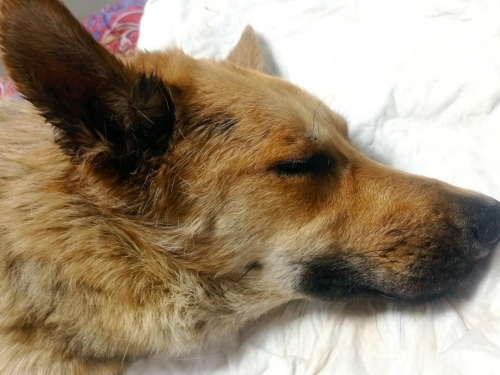  Собаку військового ЗСУ, якого викинули з висоти в Запоріжжі, прооперували в Дніпрі (фото)
