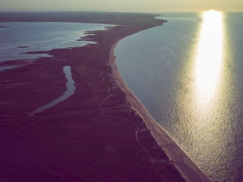 У Запорізькій області в Молочному лимані масово гине морська фауна - фото