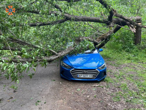 Шквальний вітер - у Запоріжжі дерево впало на припарковане авто (фото)