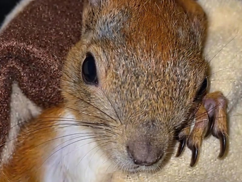 Знайшли військові після обстрілу - в Запоріжжі збирають допомогу білченяті Емі (відео)