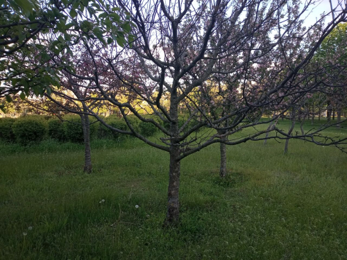 Декоративні яблуні у запорізькому парку Героїв Національної гвардії України, фото Світлани Олійник