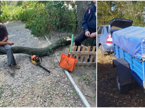 Пошкодували, що дерева зрубали - у Запоріжжі та області спіймали браконьєрів на гарячому (фото)