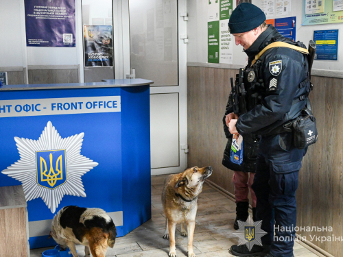 Люті морози у Запоріжжі: як врятувати безпритульних тварин (фото, відео)