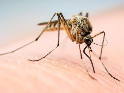Сезон комарів – як зробити відлякувач комах з двох інгредієнтів