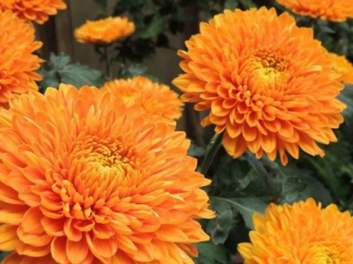 У запорізькому ботсаду яскраво квітнуть айстри та хризантеми - відео