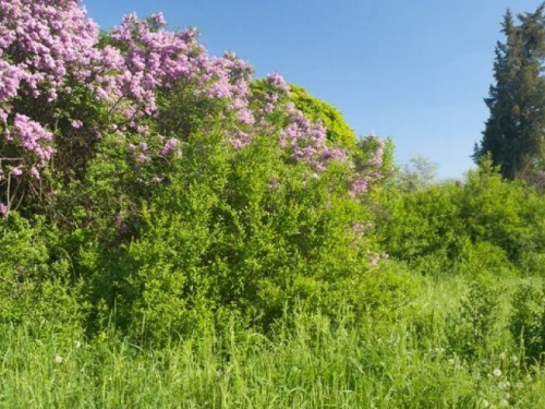 Запоріжців запрошують на екскурсію, під час якої можна помилуватися цвітінням дерев та кущів