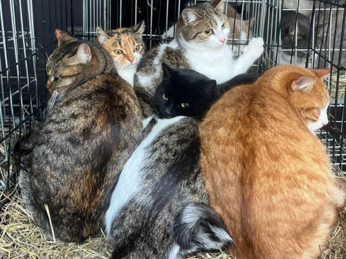 Разом до безпеки: з Комишувахи вивезли 80 тварин домашнього притулку (фото)