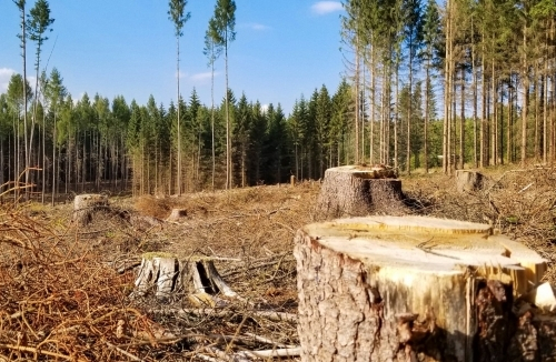 Як житель Мелітопольського району допомагав окупантам знищувати ліс - подробиці