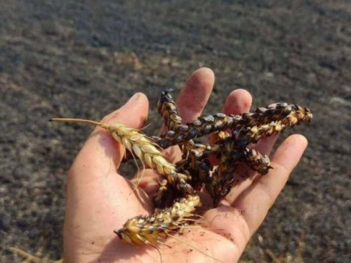 У Запорізькій області через ворожі обстріли згоріло поле жита