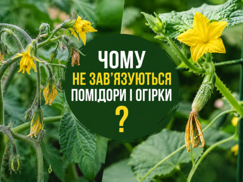 Чому не зав’язуються помідори і огірки: основні причини та як виправити проблему