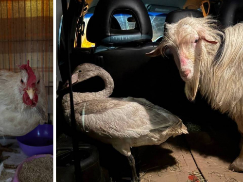 Ризикувала заради порятунку: волонтерка вивезла із Запорізької області рідкісного птаха та ще двох тварин (фото)