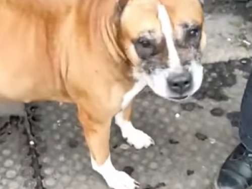 У Запоріжжі на вулиці знайшли знесилену домашню собаку: волонтери просять про допомогу