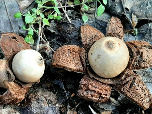 У Запоріжжі ростуть незвичайні зимові гриби - фото