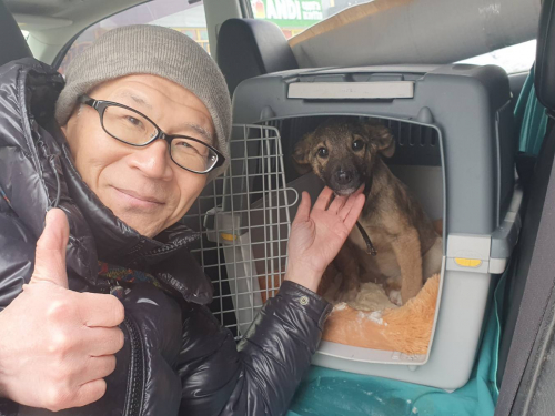 Роксі з прифронтового Запоріжжя вирушає до Японії - волонтер подолав тисячі кілометрів заради цуценяти (фото)