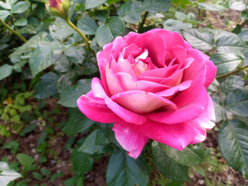 Неймовірна краса - як у Запоріжжі виглядає Алея троянд (фото)