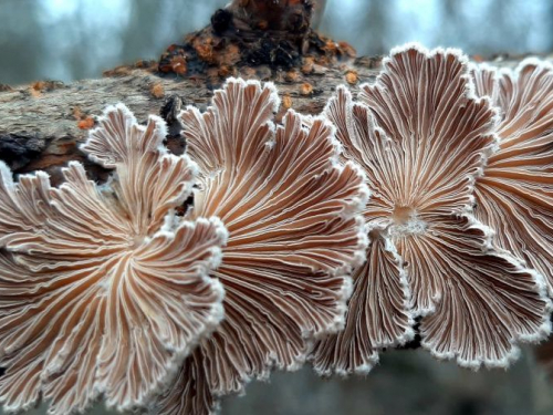 У Запоріжжі на деревах ростуть незвичайні гриби - фото