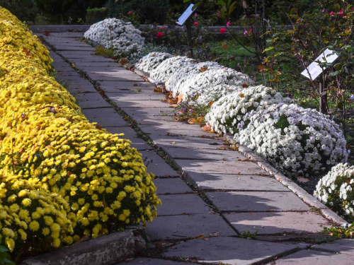 Неймовірна краса - у Запорізькому міському ботанічному саду квітне цариця осені