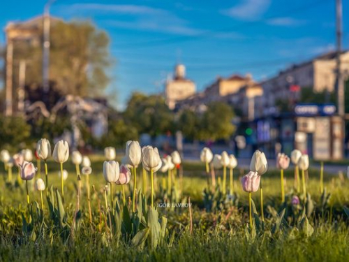 Місто у квітах: як виглядає центр Запоріжжя весняним ранком - фото