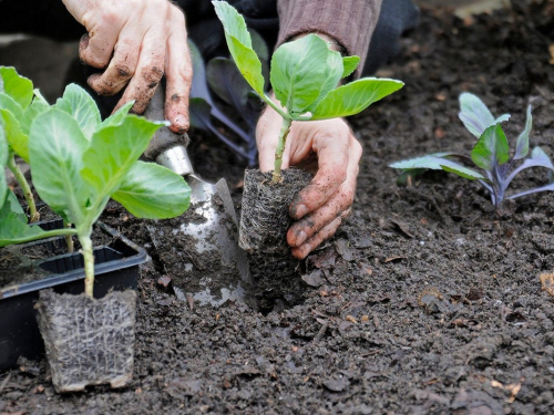 Як висаджувати капусту у квітні, фото: ілюстративне