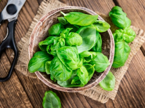 Як виростити гарний базилік: дієві поради