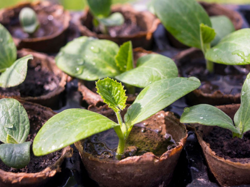 Коли садити кабачки: плюси та мінуси висадки насінням та розсадою