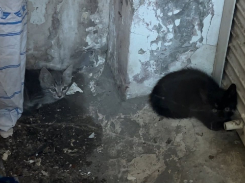 Дістали з пастки — у Запоріжжі врятували кошенят, які кілька днів провели у закритій ямі (фото)
