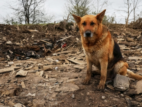 «Не можу залишити під обстрілами» - мешканка Запорізької області ризикувала життям заради своїх тварин