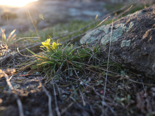 Первоцвіти на Хортиці в березні 2026 року. Фото: Антоніна Фролова