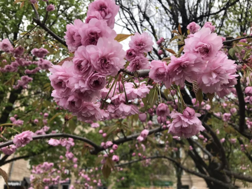 На площі в центрі Запоріжжя розквітла алея сакур - фото