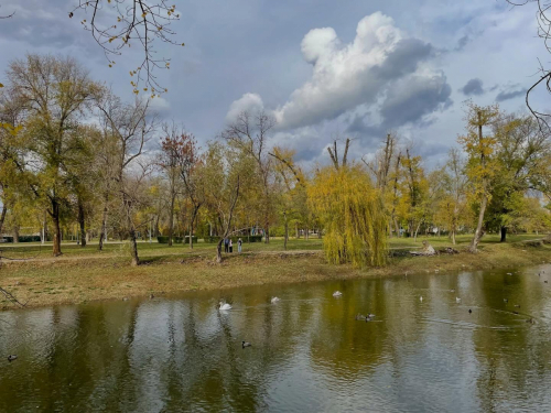 Оселився у &quot;Дубовому гаю&quot; - у центральному запорізькому парку живе лебідь, врятований українським воїном (фото, відео)