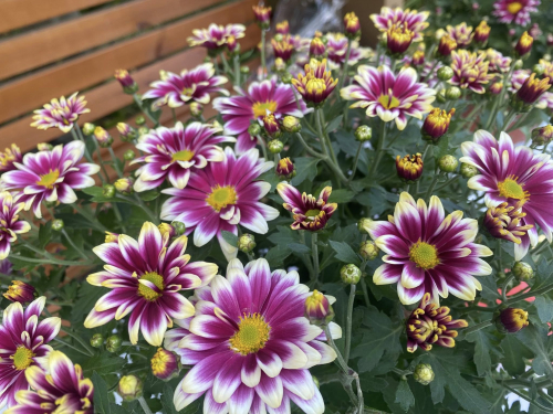 День міста серед хризантем - запорізький ботсад відкрився після обстрілів (фото)