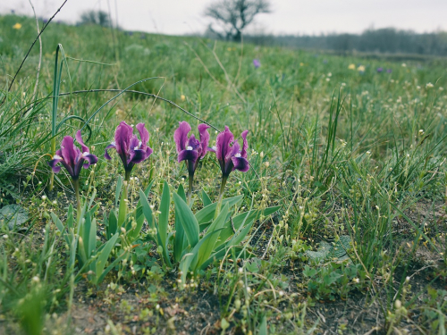 Дикі півники на Хортиці. Фото: Олександр Челпанов