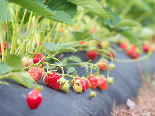 Що посадити під агроволокно, щоб не возитися з бур’янами і зібрати ранній урожай