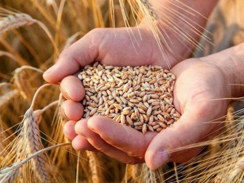 У Запоріжжі прогнозують стабільність на зерновому ринку та зростання цін на "борщовий набір" - що кажуть експерти