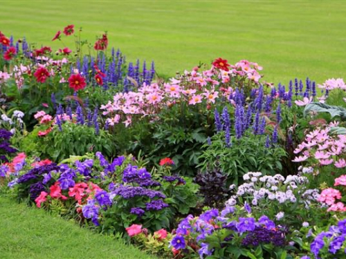 Які квіти можна сіяти в квітні, щоб вони цвіли до осені – поради садівникам