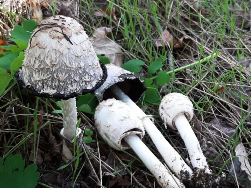 У Запорізькій області двоє людей отруїлися грибами, зібраними в посадці