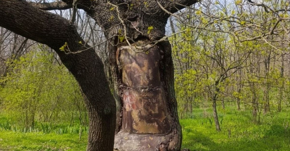 Дуб з кам'яним серцем: на Хортиці росте незвичайне дерево (фото)