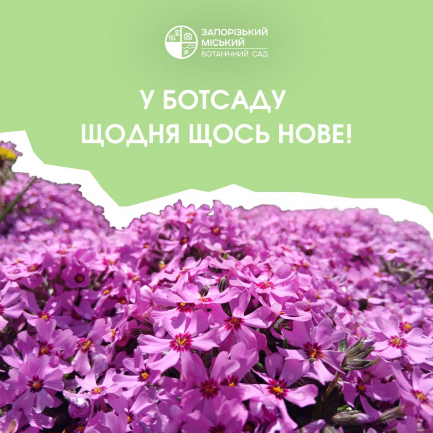 Відновлюємо свій моральний стан за допомогою мистецтва та краси - афіша найближчих культурних подій Запоріжжя