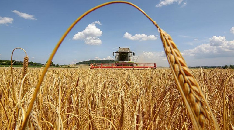 Жнива-2023: на Запоріжжі завершили збір зернових