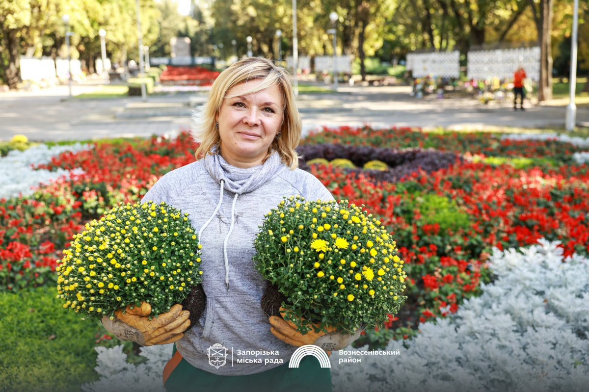 У Запоріжжі висадять близько двох тисяч хризантем: одна з найбільших клумб отримає нові осінні барви (фото)