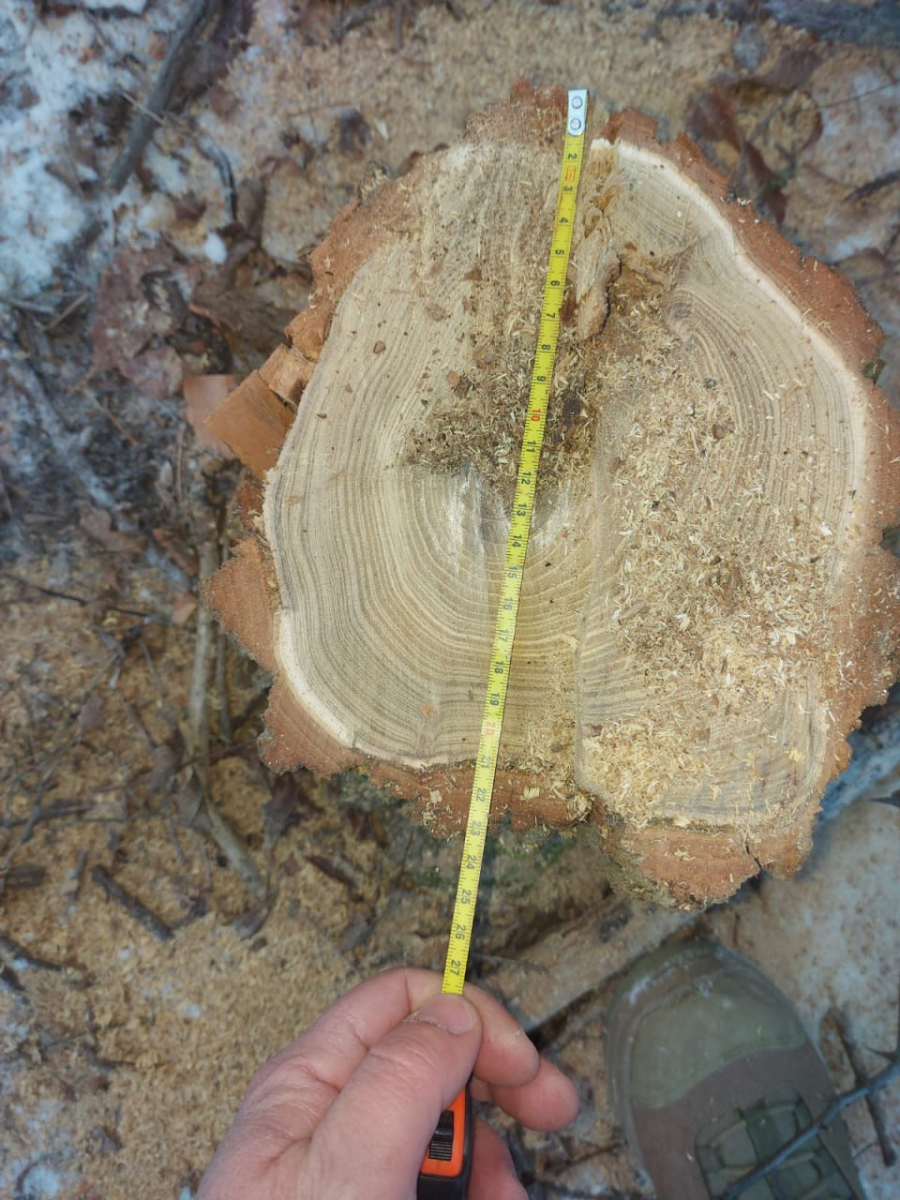 Пила гарчала, летіла тирса: на Запоріжжі екологи зловили порушника на гарячому (фото)