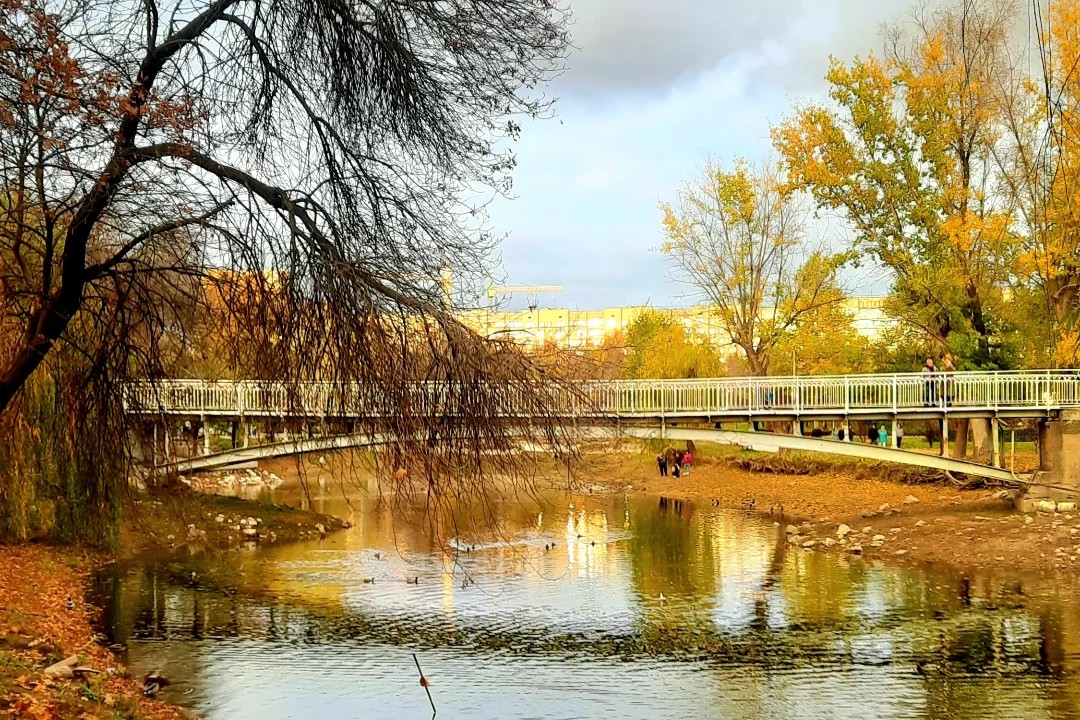 Імена для лебедів – як у Запоріжжі тепер зватимуть пернату парочку (відео)