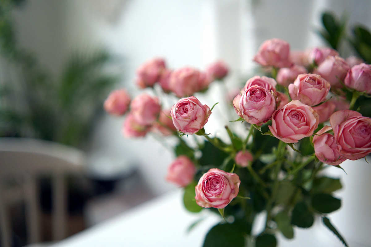 Квіткова майстерність: вирощуємо піоновидні троянди