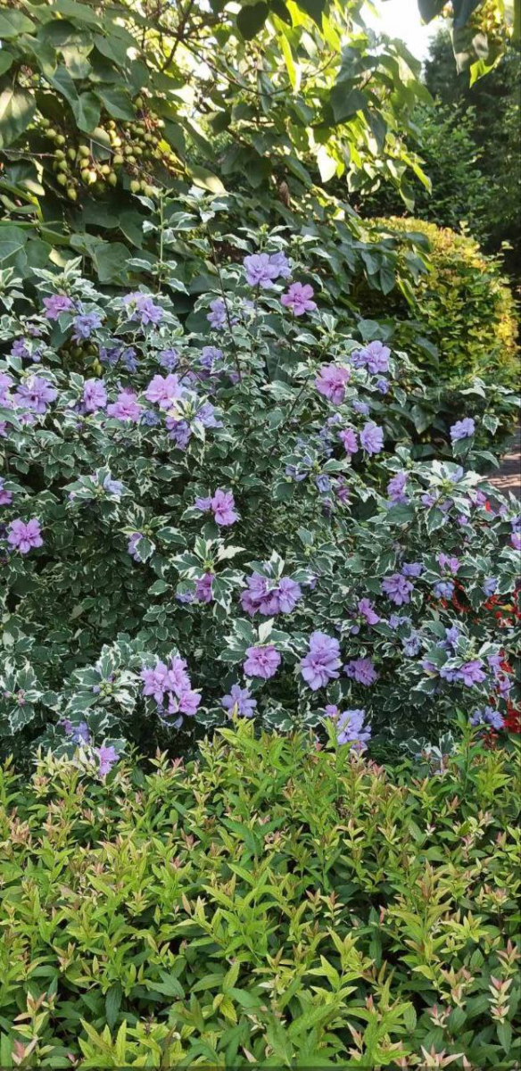 Запорізький ботанічний сад заграв серпневими фарбами (фото)