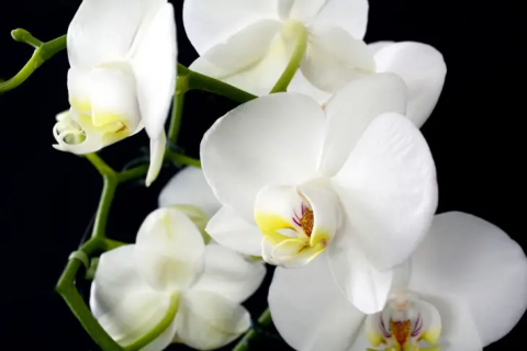 В орхідеї опадають бутони: в чому причина та як врятувати рослину?