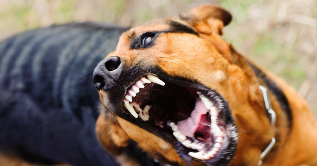 У Мелітополі зграя бродячих собак напала на окупанта - подробиці