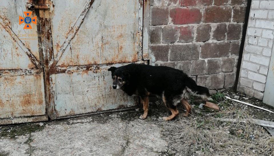 У Запоріжжі врятували собаку, який застряг в незвичайному місці - фото