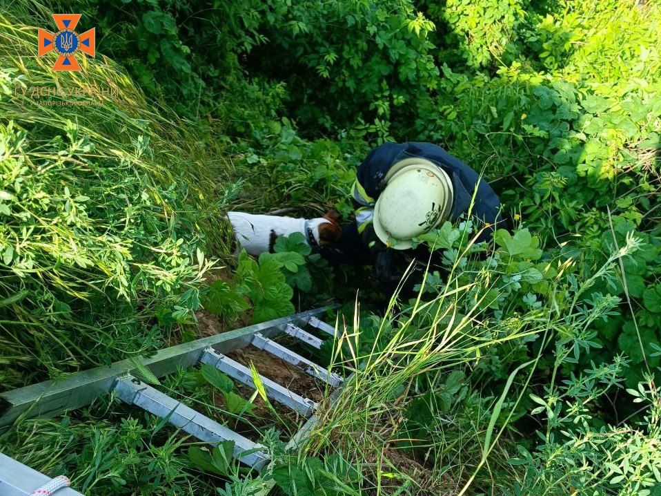 У промисловому районі Запоріжжя домашній пес впав у прірву: як рятували чотирилапого